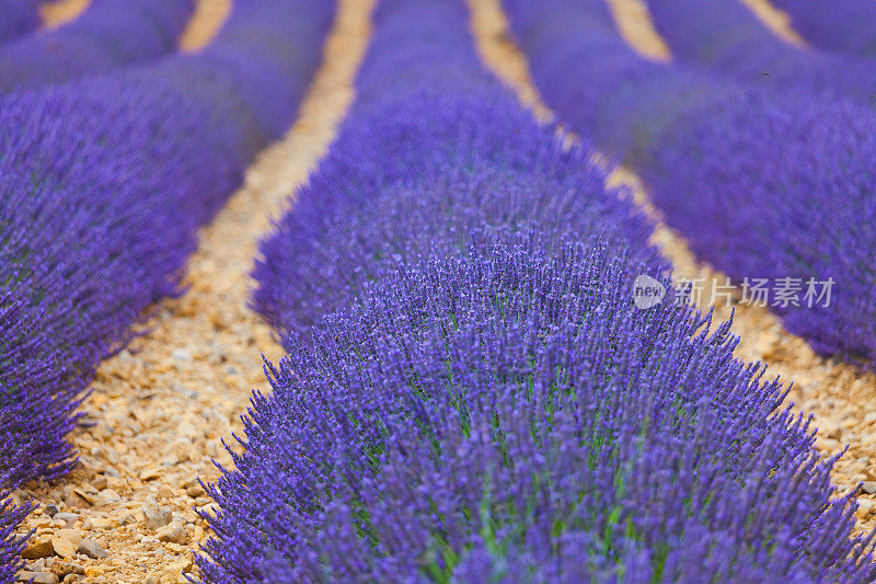 法国普罗旺斯的薰衣草田(高原de Valensole)